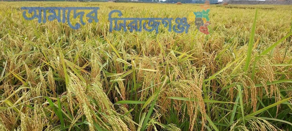 শাহজাদপুর উপজেলার আবাদি মাঠে হাওয়ায় দুলছে কৃষকের রঙিন স্বপ্ন