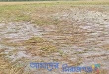 তাড়াশে শ্রমিক সংকটের কারণে ধান পানির নিচে